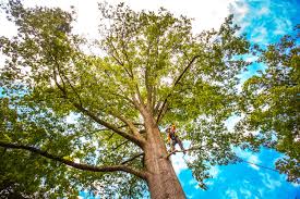 Best Fruit Tree Pruning  in Yelm, WA