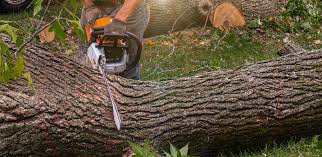 Best Tree Maintenance Programs  in Yelm, WA
