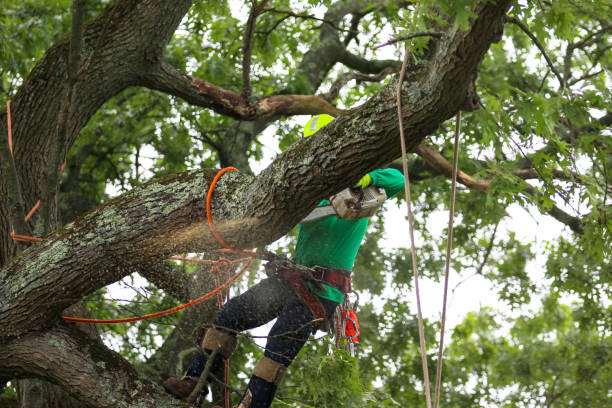 Best Tree and Shrub Care  in Yelm, WA
