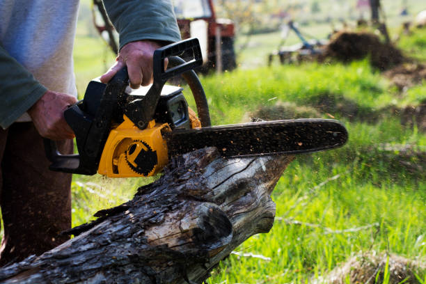 Best Pest Control for Lawns  in Yelm, WA
