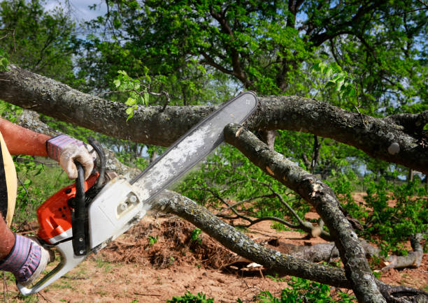 Reliable Yelm, WA Tree Care Solutions