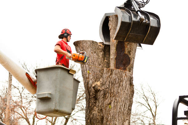How Our Tree Care Process Works  in  Yelm, WA