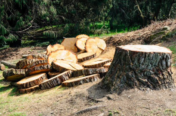 Best Tree Cabling and Bracing  in Yelm, WA